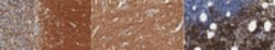 Synembryn-A/Ric8A Mouse anti-Rat, Human, Clone: 3E1, MilliporeSigma 100